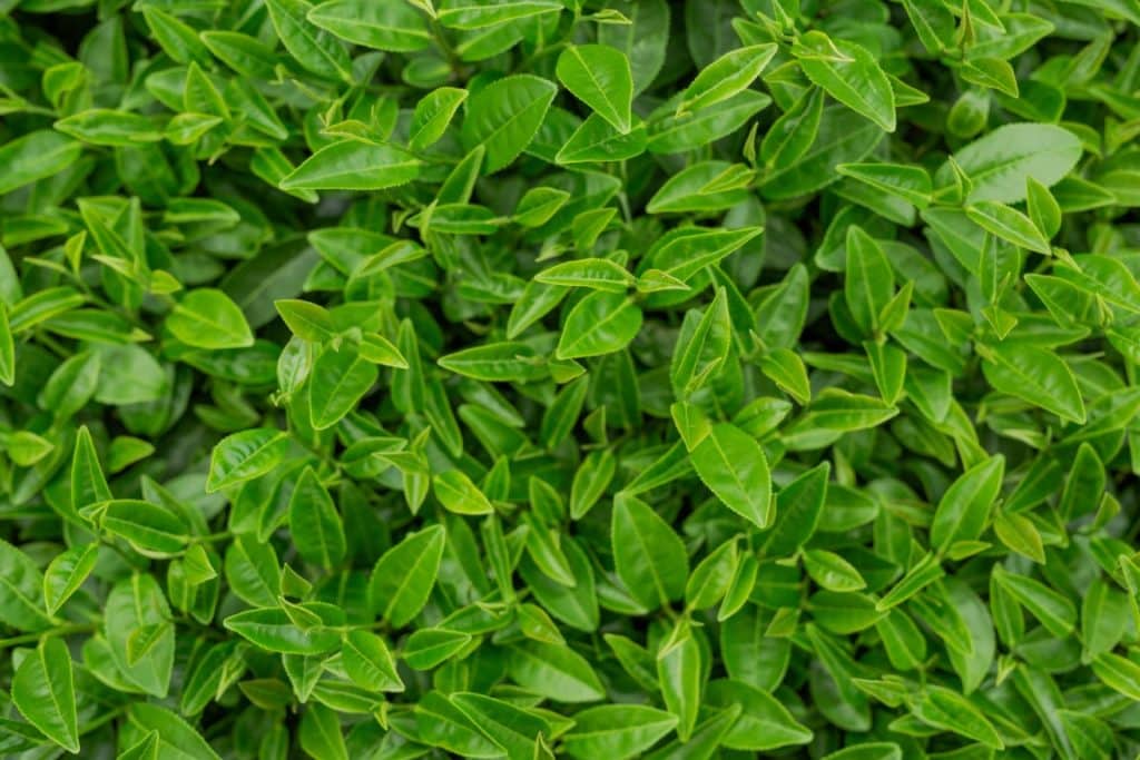 green tea leaf background in tea plantations.