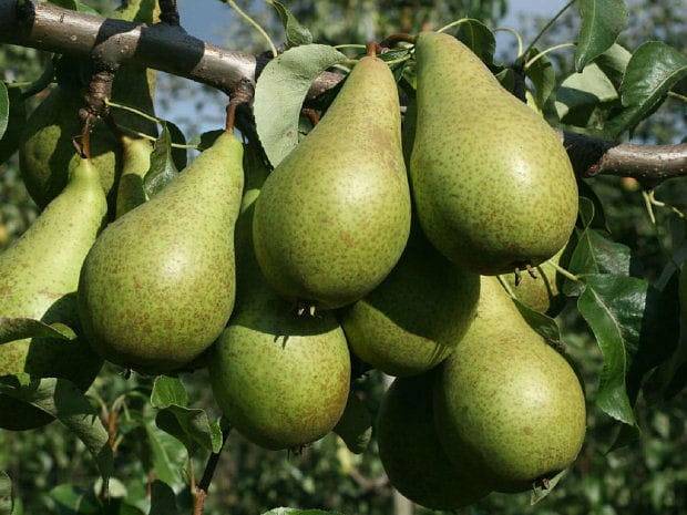 Hrušeň Konferencee.jpg